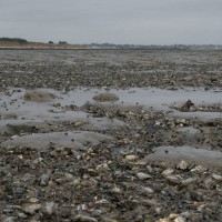 NNS Mersea Pacific Oysters 130